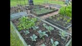 Organic Gardening Tips and My 2023 Garden Tour!
