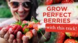 PROTECT GARDEN from squirrels: Easy DIY Strawberry Cage