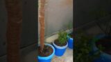 Painting on terracotta pots #planter #terracotta ter#diy #trending #shorts #mossstick #gardeningtips