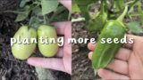 Planting Last Minute Seeds! | garden vlog