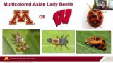 Promoting beneficial insects: Natural pest control