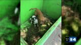 Puppies recovering after rescue from LaSalle Park dumpster