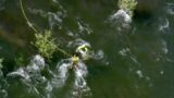 Raw Video: Crews rescue person from Cosumnes River in Rancho Murieta area of Sacramento County