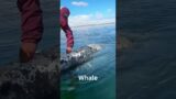 Rescue Whales for a Healthier Life! #shorts#whale#monster#ocean#marine#wildlife#viral#funny#tiktok