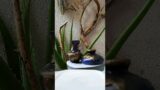 Simple pot painting techniques  #potpainting #Terracotta #art #shorts