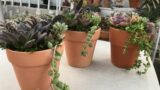 Succulent Arrangements in Terracotta Pots | Leaf and Designs | Arreglo de suculentas