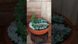 Succulents and Cacti Arrangment in terracotta pot.