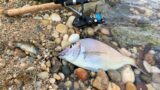 Surf Fishing in May: Porgy and More! Long Island