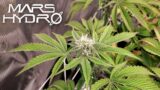 The Stretch Phase of Cannabis Flowering – The Mars Grow: S3 EP4 | All In One FC Grow Kit