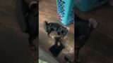 The way she dropped it #wednesday #chug #funny #ohshitmoment #wednesdaythechug #puppy #troublemaker