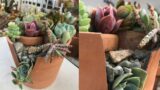 Using Broken Pieces of Terracotta Pots to make a Succulent Arrangement  | Leaf and Designs | Arreglo