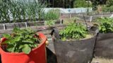 Vegetable Garden Tips: Everyone Can Grow a Garden (2023) #2121
