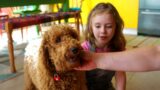 Waffle To The Rescue | Waffle the Wonderdog | Live Action Videos for Kids | WildBrain Zigzag