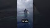 When a whale trust you #shorts #whale #monster #ocean #marine #wildlife #viral #funny #tiktok