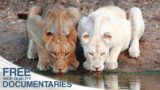 White Lions – Surviving against all odds