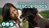 Why I Chose To Devote My Life To Caring For Rescue Dogs