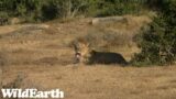 WildEarth – Sunrise Safari – 28 April 2023