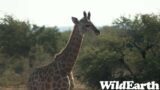 WildEarth – Sunset Safari -03 May 2023