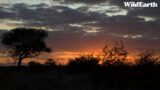 WildEarth – Sunset Safari -29 May 2023