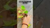 diy terracotta planter planting idea #planter #plants  #bestoutofwaste #shorts #youtubeshorts