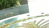 palm jumeirah monorail #dubai #palmjumeira #pubg #world