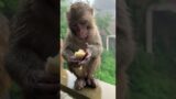"Little Trouble Maker: Baby Monkey's Mischievous Adventures" #MischievousMonkey #TroubleMaker