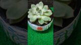#succulent potted in terracotta pot#saagarkinare