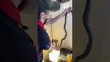 Snake catcher comes to the rescue after python discovered on nightstand