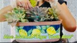 #30 Succulent Arrangement with Aloe Juvenna on Lemon Semi glazed terracotta pot
