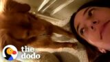 A Love Letter To My Rescue Dog | The Dodo