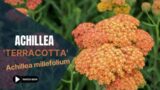 Achillea 'Terracotta' | Achillea Millefolium | TinyLeaf