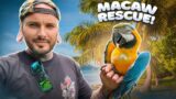 Blue and Gold Macaw Rescue!! RIP Peewee