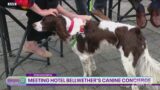 Canine concierge greets guests at Hotel Bellwether in Bellingham