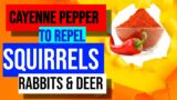 Cayenne Pepper To Repel Squirrels Rabbits And Deer