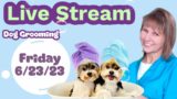 Dog Grooming Live! 3 Morkies, Coton, Charity Lhasa Shaved, Scotty, 3 Shih Tzu's, Mini Doodle