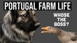 Dog vs Goose – Who's the Boss on the Farm? | PORTUGAL FARM LIFE