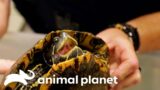 Dr. Ross Rescues a Turtle in Desperate Need of Help | The Vet Life | Animal Planet