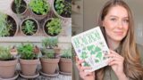 Growing Kitchen Herbs & Lavender in Italian Terracotta Pots