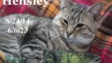 Hensley – R.I.P. Buddy 06-08-2023 by StripeyD  — Friends of Felines Rescue Center (FFRC)