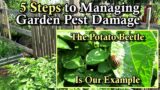 How to Effectively Manage Insect Pests in Your Vegetable Garden in 5 Steps: Greatly Reduce Damage!