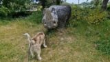 It's Fixed For Sherpa and He Met A Rhino