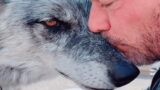 Man rescues wolf. Now they're obsessed with each other.