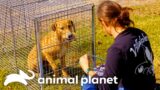 Mariah's Nail Biting Dog Rescue Mission | Pitbulls and Parolees | Animal Planet