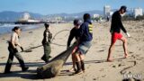 Marine Mammal Care Center Rescues Sick Sea Lion Stranded at Santa Monica Beach