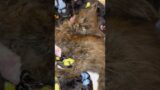 Meet Montana: the luckiest rescue kitten pt II | fortheloveofkittenrescue