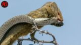 Mongoose Attack King Cobra To The Death And What Happened Next?
