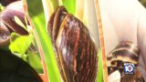 Parts of Broward County under quarantine after invasive African land snail makes appearance