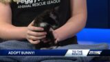 Peggy Adams Animal Rescue hoping to find 'Bunny' a home