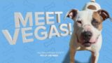 Pet rescue of the week: Vegas!