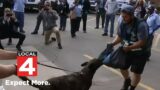 Postal service workers receive training on how to prevent dog bites on the job